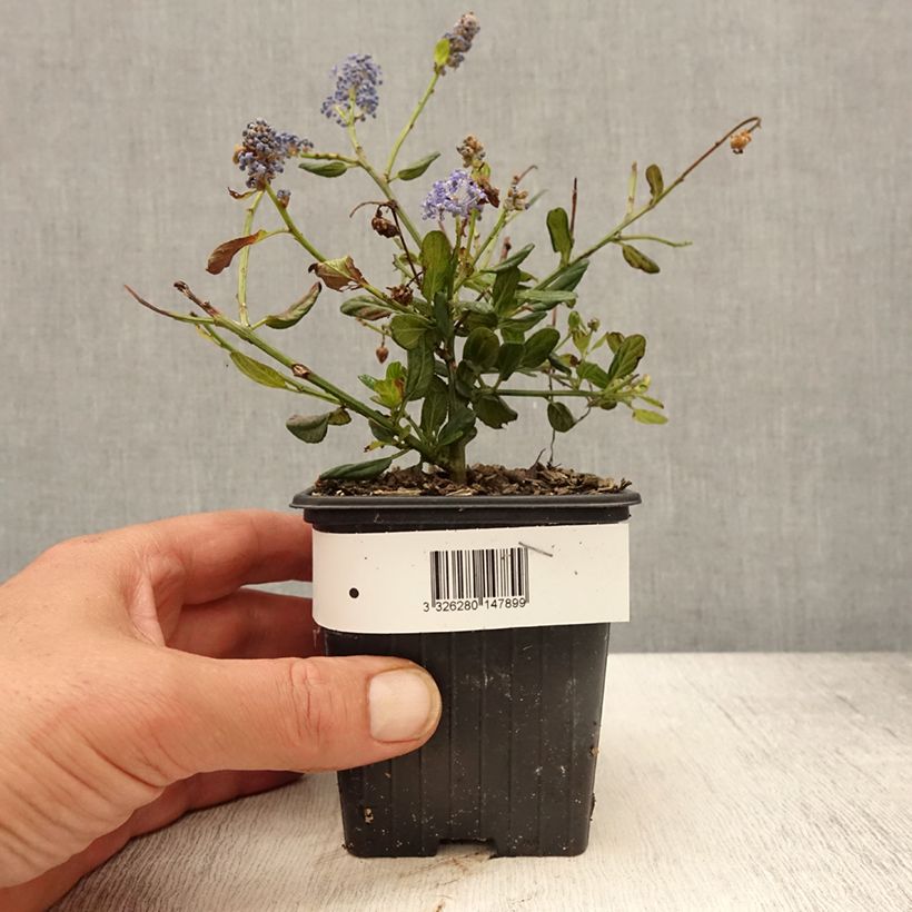 Exemplar von Säckelblume Italian Skies - Ceanothus foliosus Kleine Töpfe von 8/9 cm wie im Frühjahr geliefert