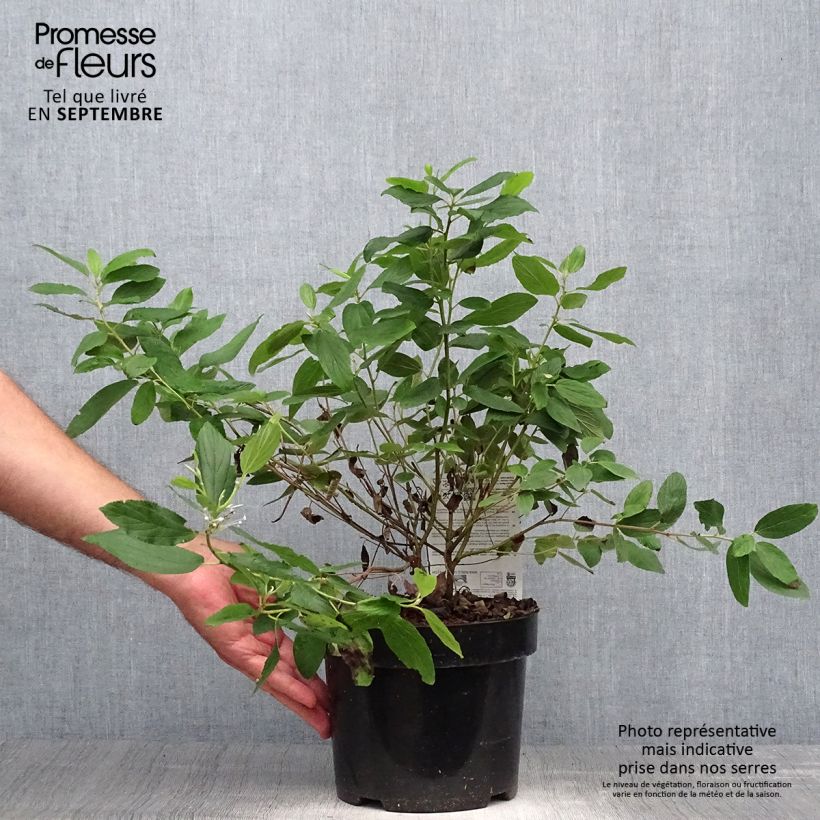 Example of Säckelblume Marie Blue - Ceanothus pallidus Topf mit 3L/4L as you get in automne