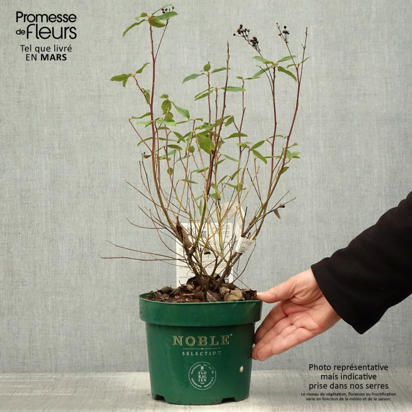 Exemplar von Säckelblume Marie Blue - Ceanothus pallidus Topf mit 3L/4L wie im Frühjahr geliefert