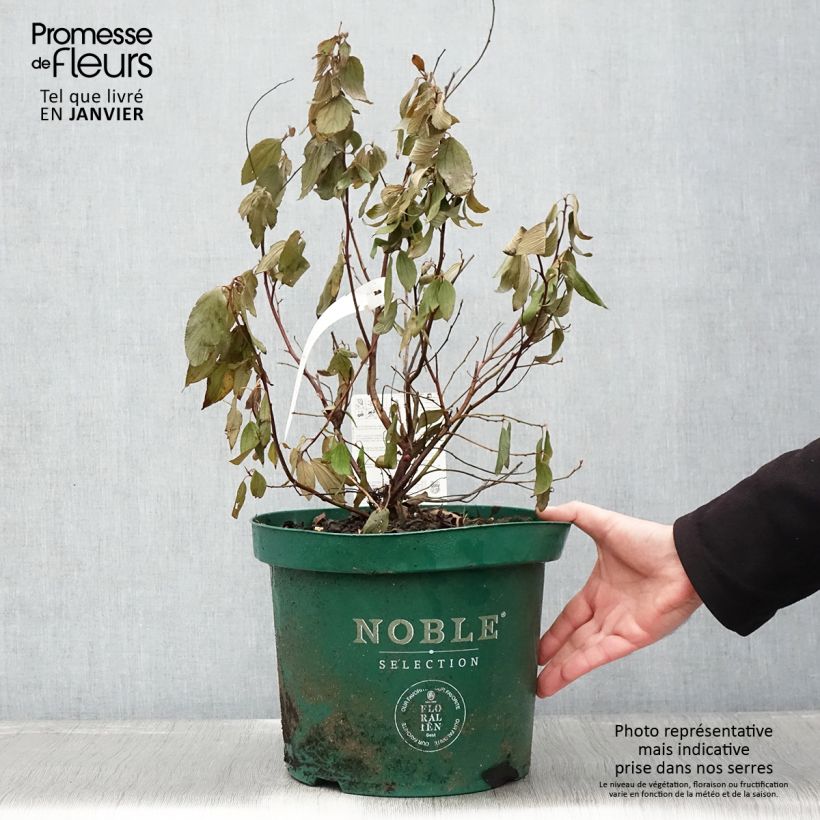 Exemplar von Säckelblume Marie Blue - Ceanothus pallidus Topf mit 7,5L/10L wie im Winter geliefert