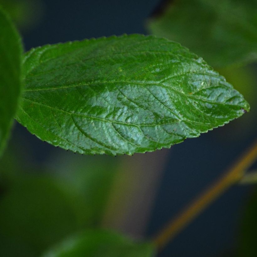 Rosa Säckelblume Marie Rose - Ceanothus pallidus (Foliage)