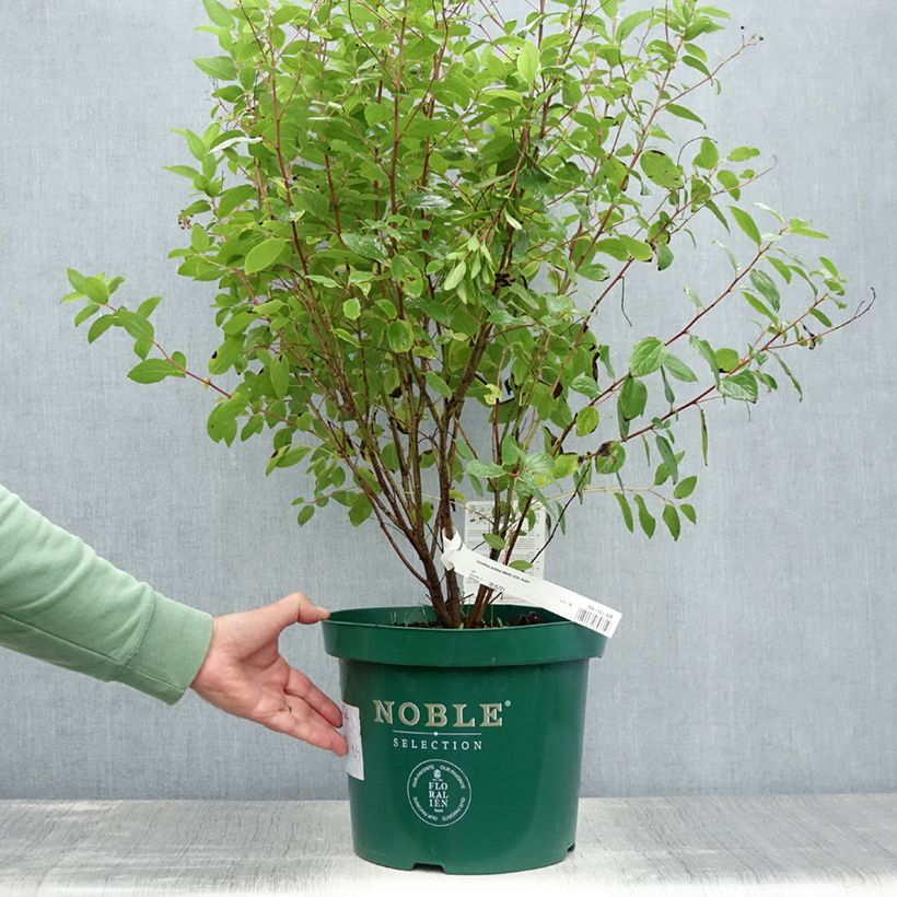 Example of Rosa Säckelblume Marie Rose - Ceanothus pallidus Topf mit 7,5L/10L as you get in ete