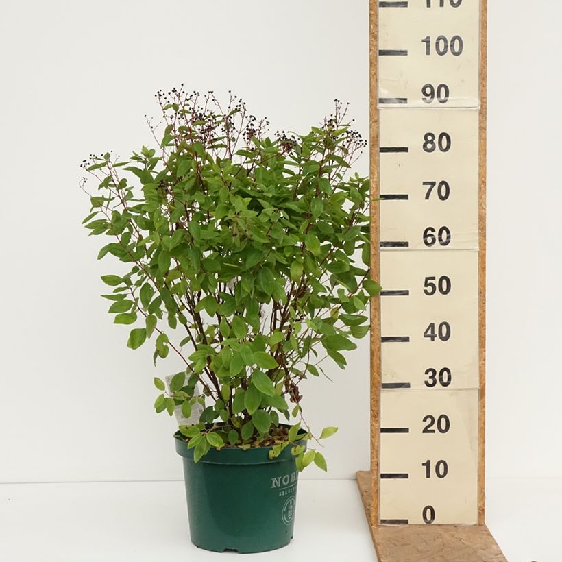 Exemplar von Rosa Säckelblume Marie Rose - Ceanothus pallidus Topf mit 7,5L/10L wie im Herbst geliefert