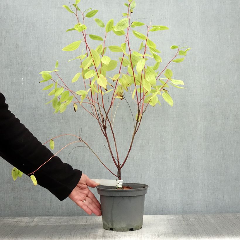 Example of Rosa Säckelblume Marie Simon - Ceanothus pallidus Topf mit 7,5L/10L as you get in automne