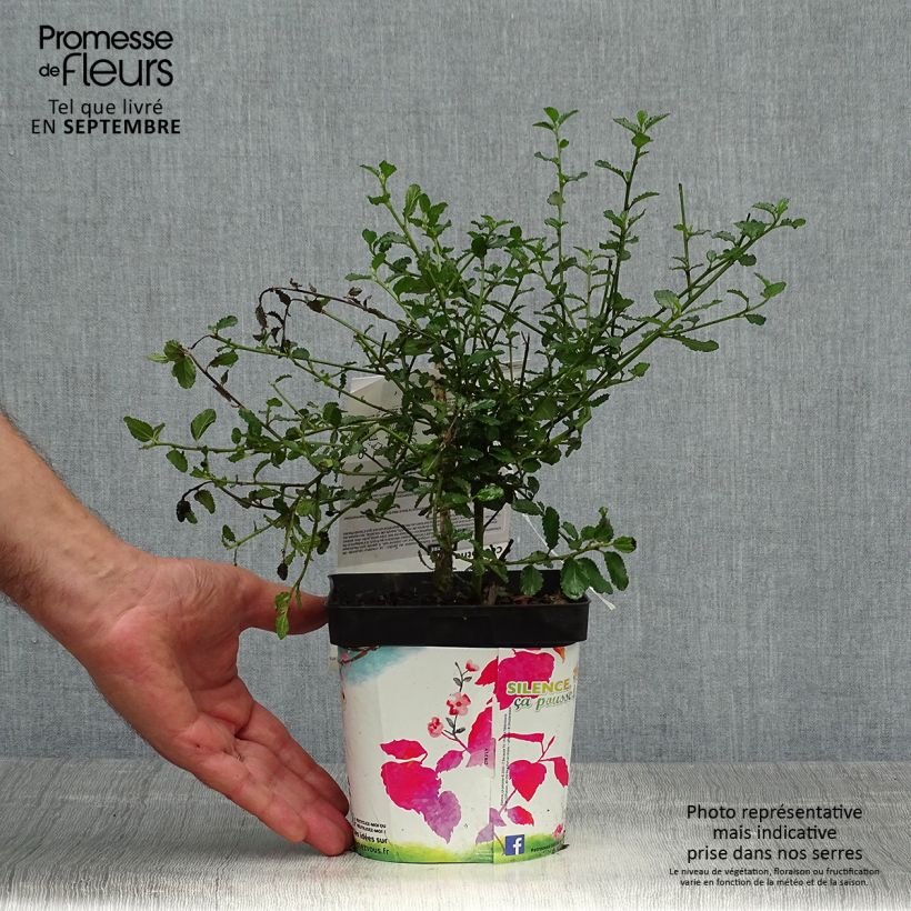 Example of Kriechende Säckelblume Prostratus - Ceanothus prostratus Topf mit 2L/3L as you get in automne