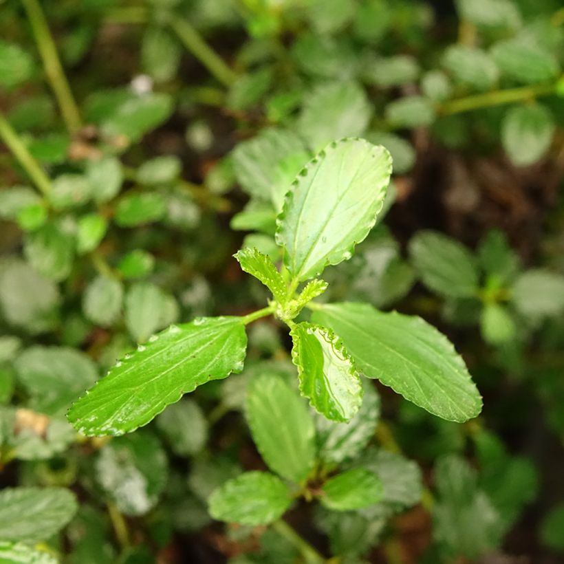 Kriechende Säckelblume Prostratus - Ceanothus prostratus (Foliage)