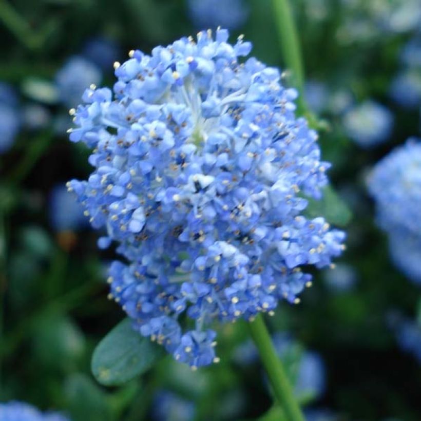 Säckelblume Skylark - Ceanothus (Flowering)