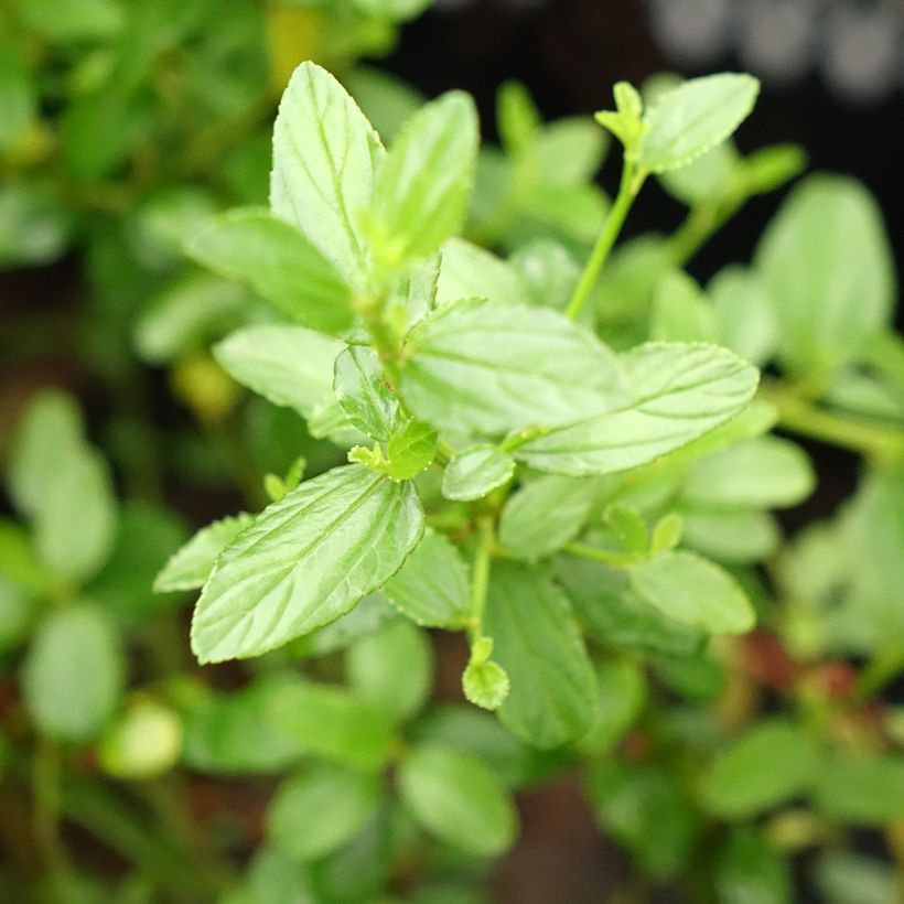 Kalifornischer Flieder Snow Flurries - Ceanothus thyrsiflorus (Foliage)