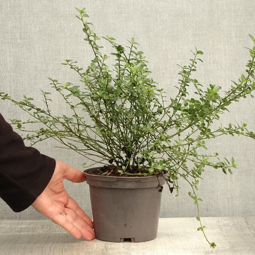Example of Kalifornischer Flieder Snow Flurries - Ceanothus thyrsiflorus Topf mit 2L/3L as you get in automne