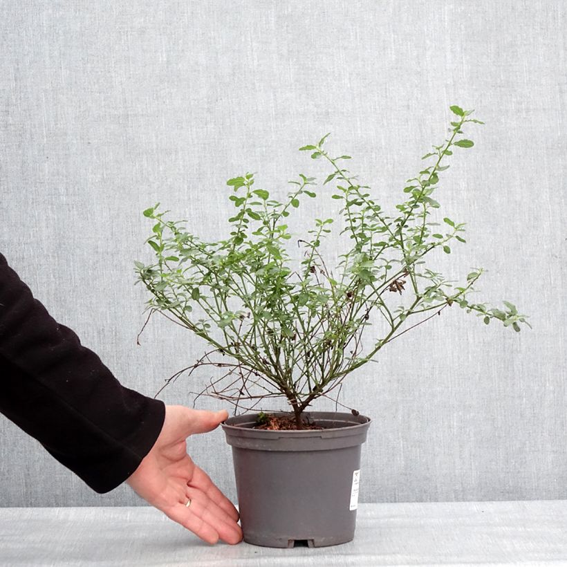 Exemplar von Kalifornischer Flieder Snow Flurries - Ceanothus thyrsiflorus Topf mit 2L/3L wie im Winter geliefert