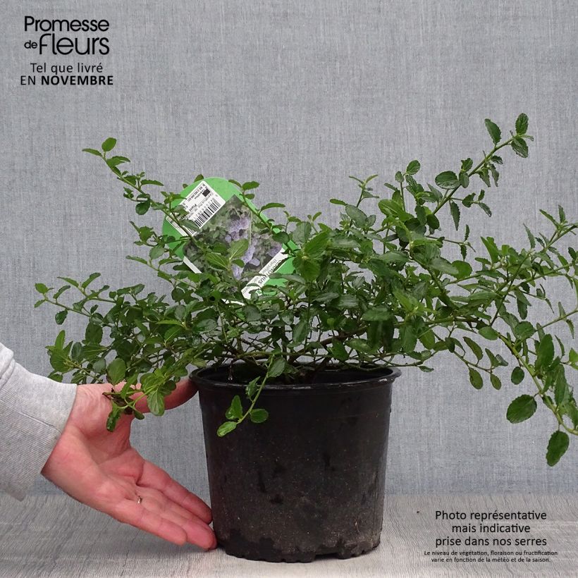 Example of Kriechende Säckelblume Repens - Ceanothus thyrsiflorus Topf mit 2L/3L as you get in automne