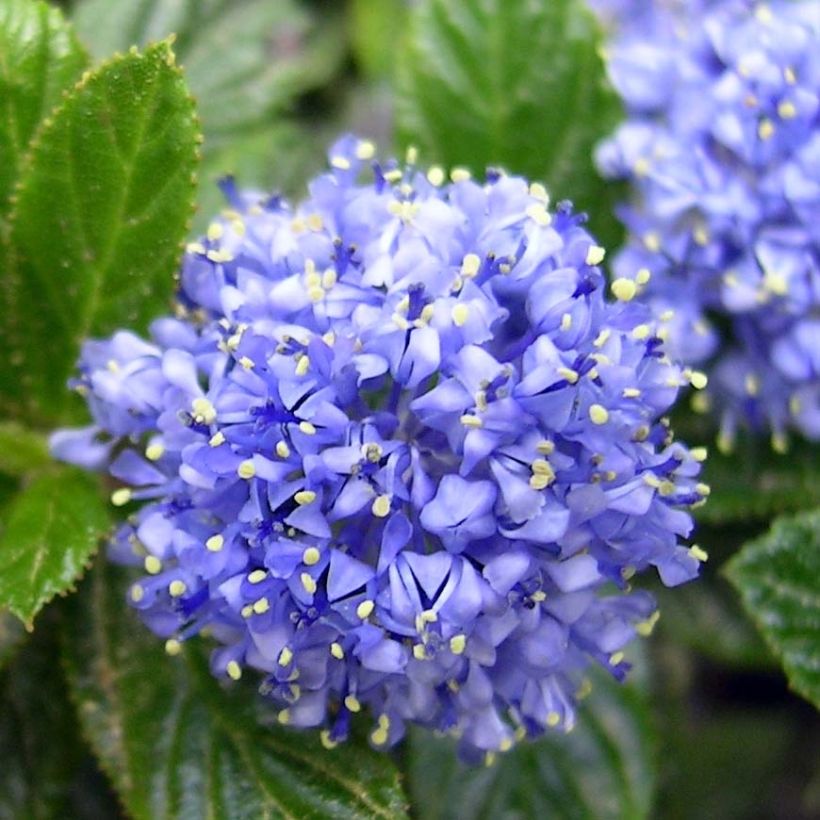 Kriechende Säckelblume Repens - Ceanothus thyrsiflorus (Flowering)