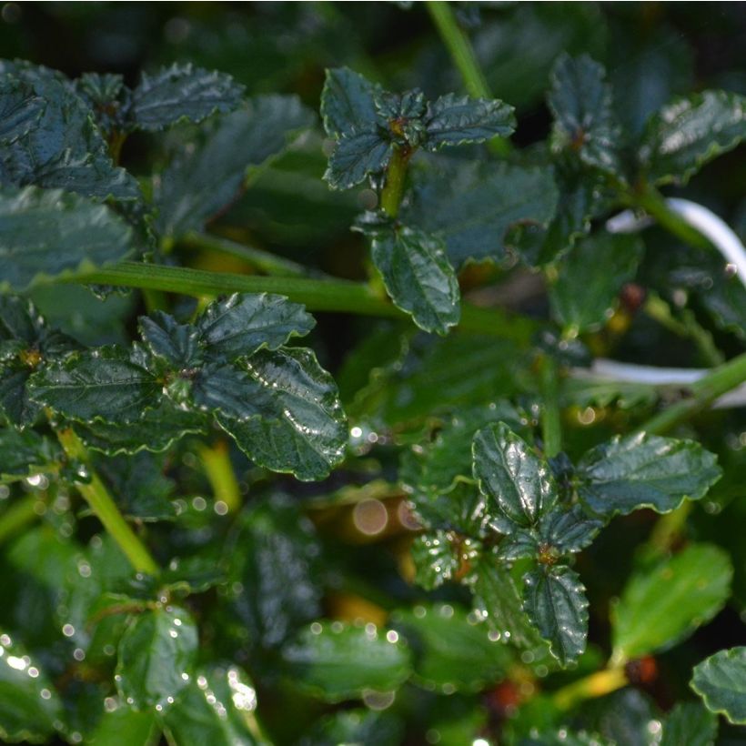 Kriechende Säckelblume Repens - Ceanothus thyrsiflorus (Foliage)