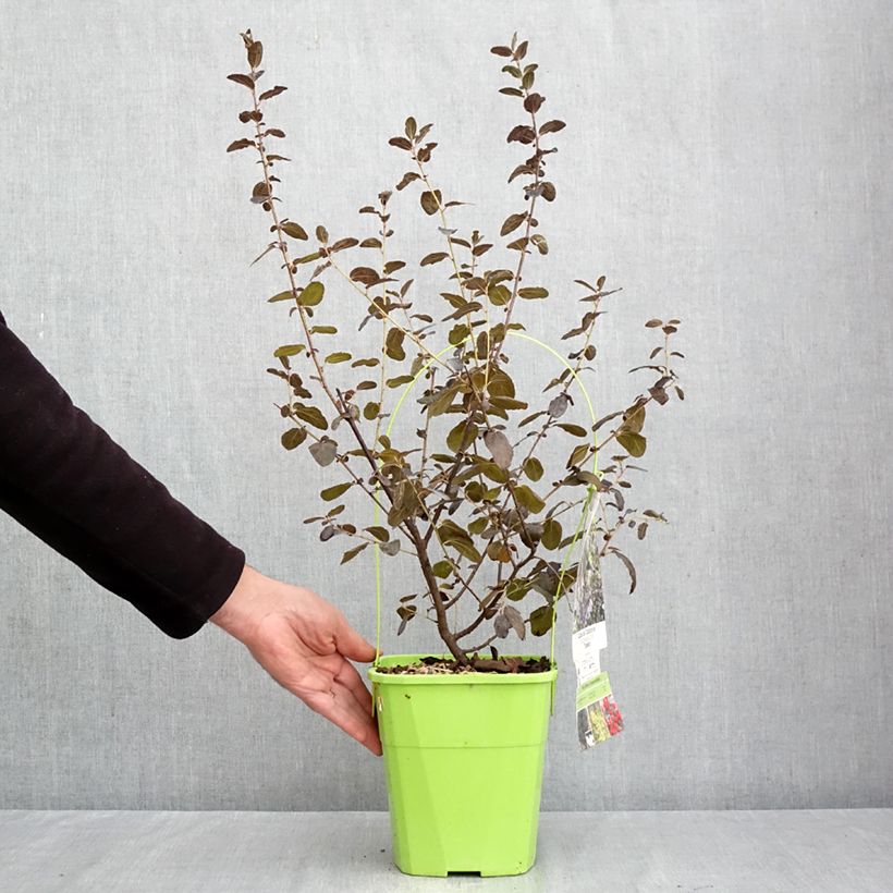 Exemplar von Kalifornischer Flieder Tuxedo - Ceanothus thyrsiflorus Topf mit 4L/5L wie im Herbst geliefert