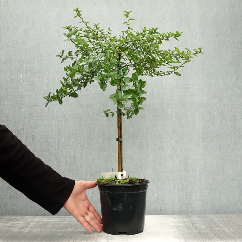 Example of Säckelblume Blue Mound - Ceanothus Topf mit 3L/4L as you get in automne
