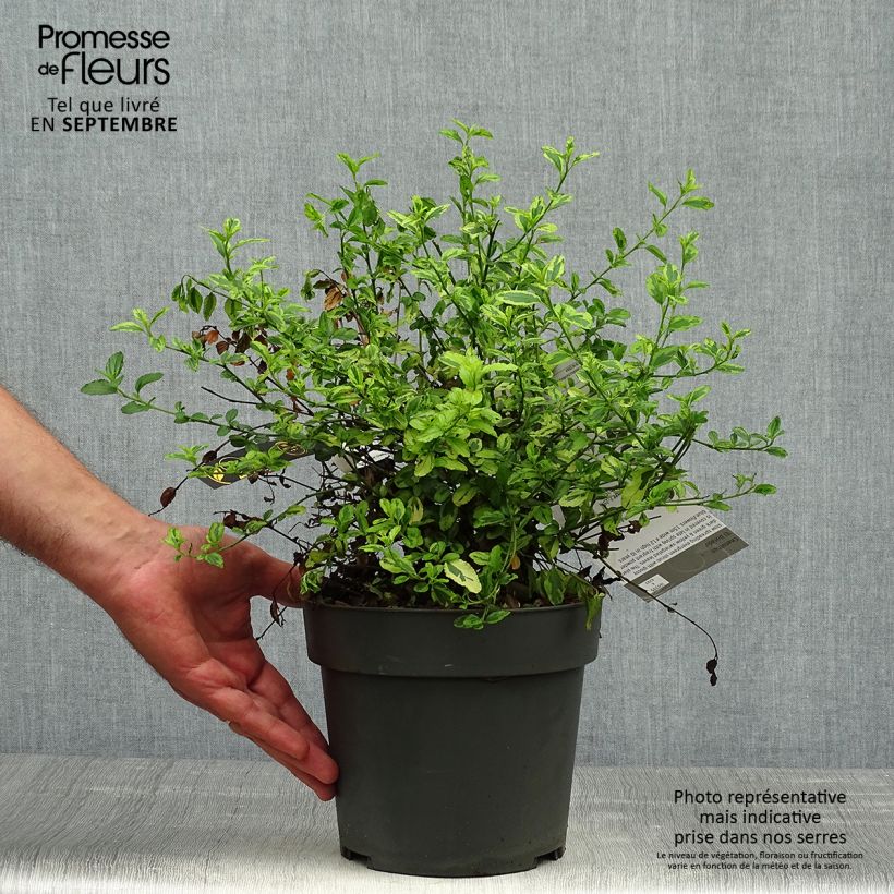 Example of Kalifornischer Flieder El Dorado - Ceanothus thyrsiflorus Topf mit 2L/3L as you get in automne