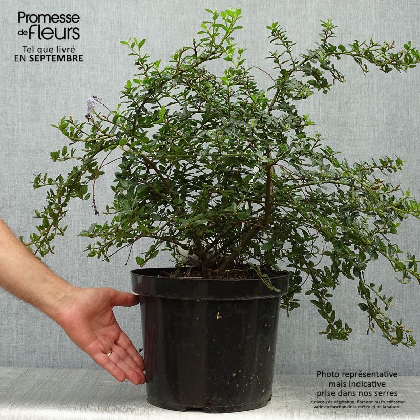 Example of Kriechende Säckelblume Repens - Ceanothus thyrsiflorus Topf mit 7,5L/10L as you get in automne