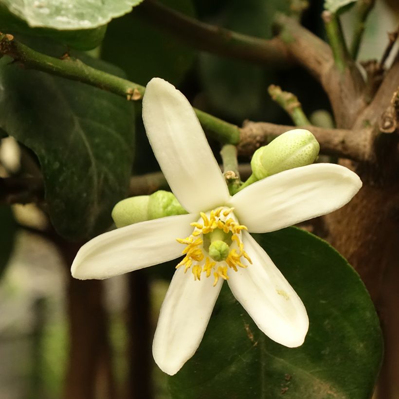 Zitronat-Zitrone - Citrus medica (Flowering)