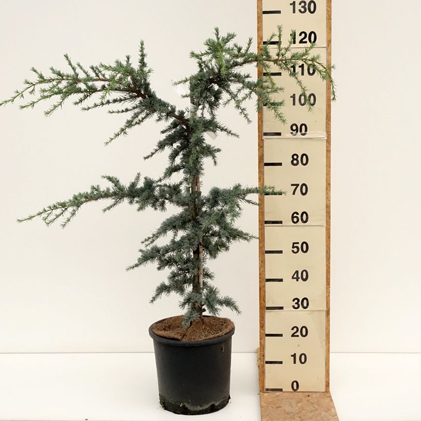 Exemplar von Cedrus libani subsp. atlantica Horstmanns Silberspitz - Atlas-Zeder Topf mit 12L/15L wie im Sommer geliefert