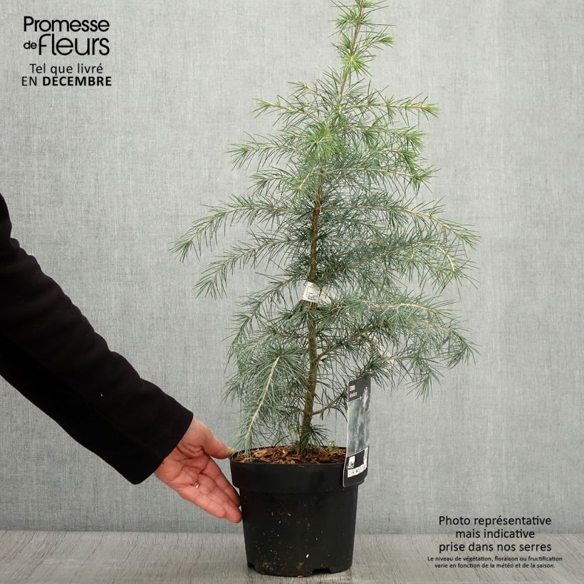Example of Cedrus deodara - Himalaya-Zeder Topf mit 3L/4L as you get in automne