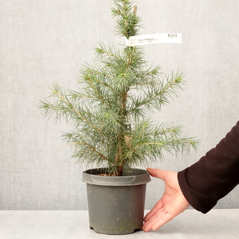 Exemplar von Cedrus deodara - Himalaya-Zeder Topf mit 3L/4L wie im Frühjahr geliefert