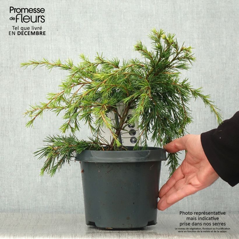 Example of Cedrus deodara Feeling Blue - Himalaya-Zeder Topf mit 3L/4L as you get in automne