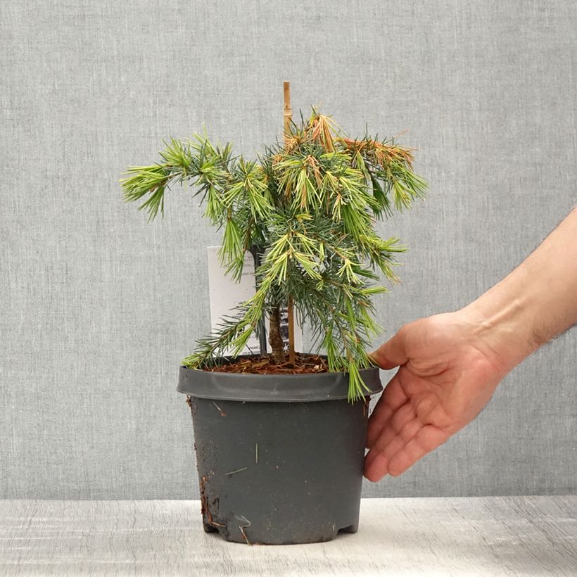 Exemplar von Cedrus deodara Feeling Blue - Himalaya-Zeder Topf mit 3L/4L wie im Frühjahr geliefert
