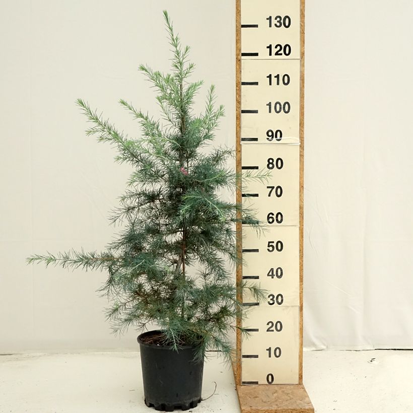 Example of Cedrus deodara Pendula - Himalaya-Zeder Topf mit 7,5L/10L as you get in ete
