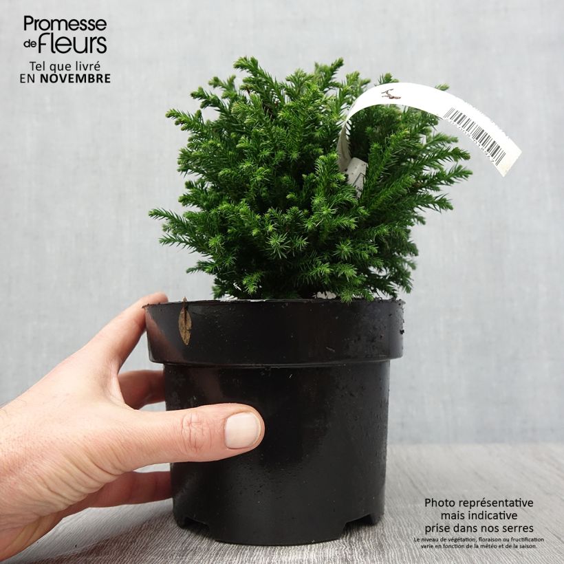 Example of Cryptomeria japonica Green Pearl Topf mit 2L/3L as you get in automne