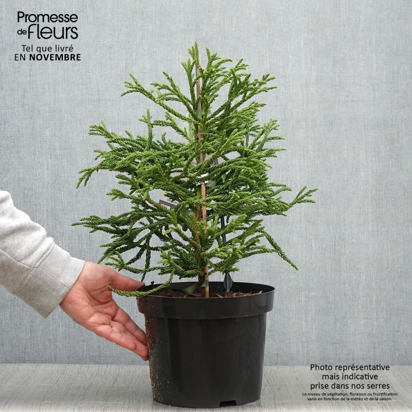 Example of Cryptomeria japonica Spiralis Topf mit 4L/5L as you get in automne