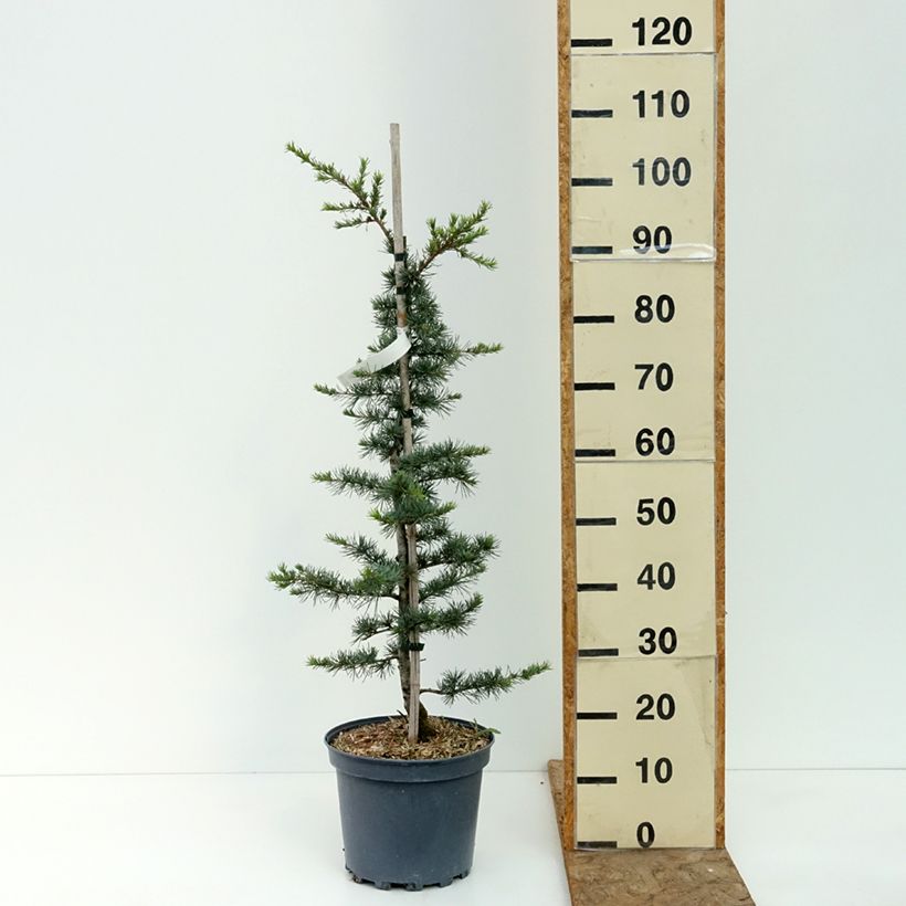 Exemplar von Cedrus libani - Libanon-Zeder Topf mit 7,5L/10L, Strauch wie im Sommer geliefert