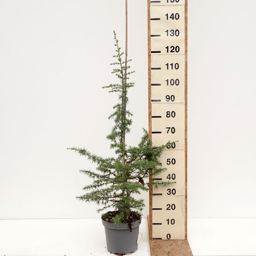 Exemplar von Cedrus libani - Libanon-Zeder Topf mit 7,5L/10L, Stamm wie im Winter geliefert