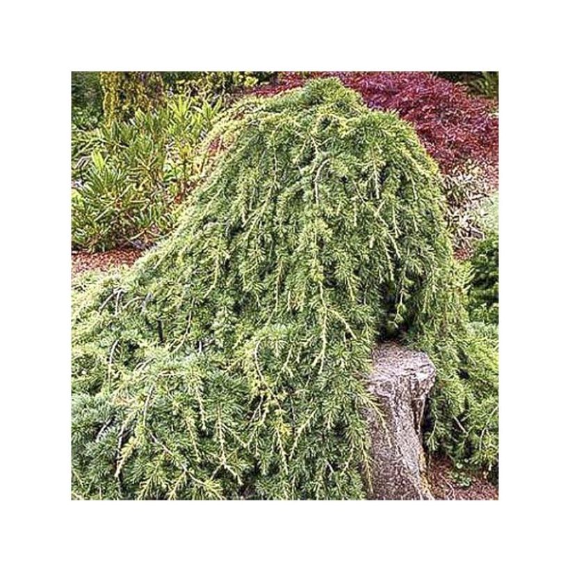 Cedrus libani subsp. atlantica Sargentii - Atlas-Zeder (Foliage)