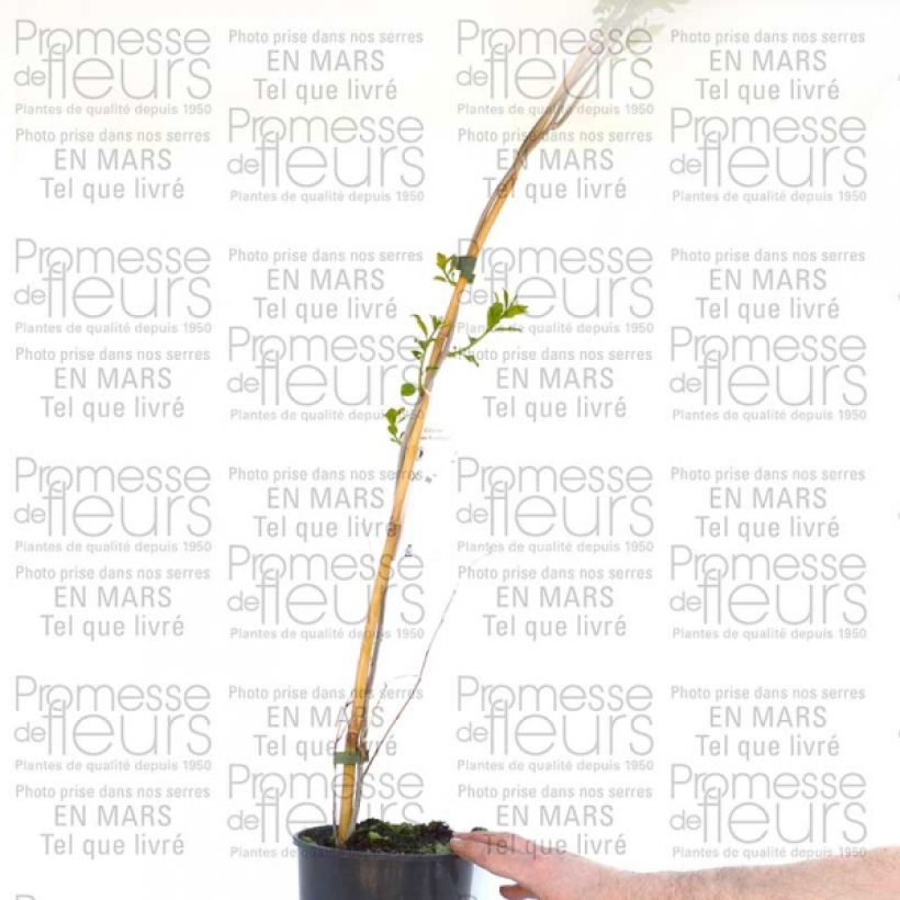 Example of Celastrus scandens Autumn Revolution - Amerikanisches Bittersüß Topf mit 2L/3L as you get