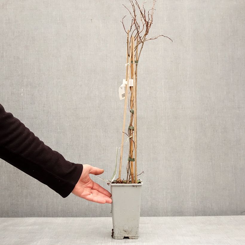 Exemplar von Celastrus orbiculatus Diana - Rundblättriger Baumwürger Topf mit 2L/3L wie im Winter geliefert