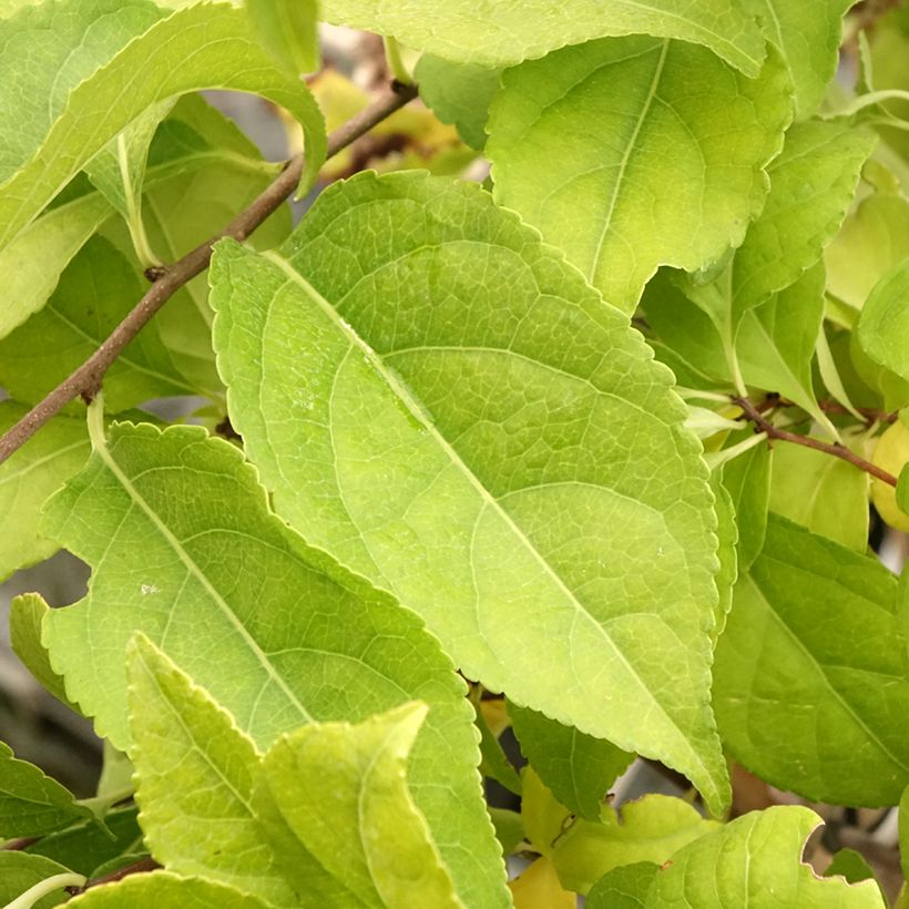 Celastrus orbiculatus Diana - Rundblättriger Baumwürger (Foliage)
