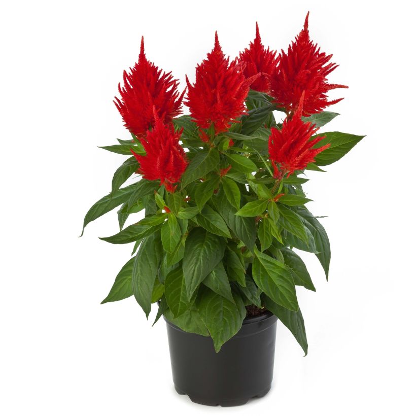 Celosia argentea var. plumosa Kelos Fire Orange - Silber-Brandschopf (Flowering)