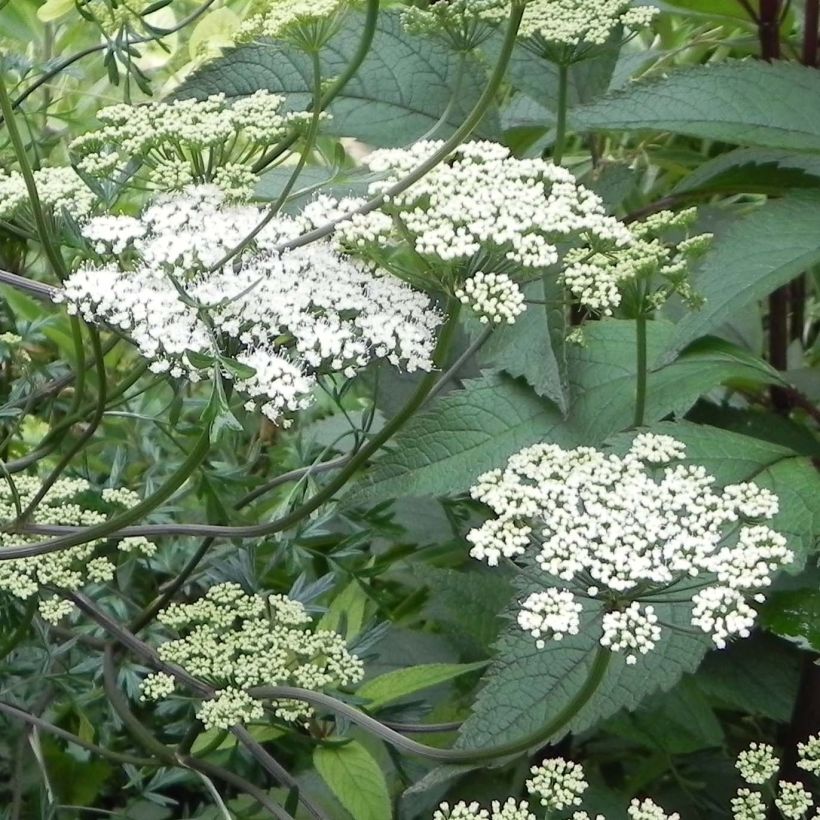Baltische Petersilie - Cenolophium denudatum (Flowering)