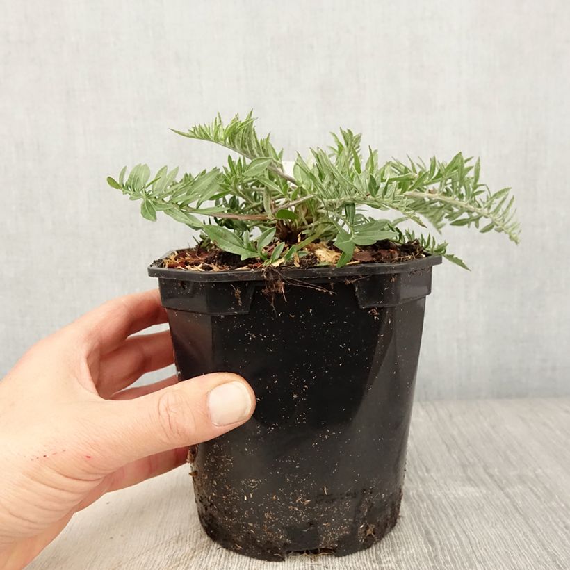 Exemplar von Centaurea atropurpurea - Rote Flockenblume Topf mit 2L/3L wie im Frühjahr geliefert