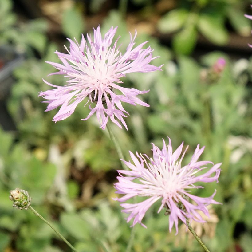 Centaurea bella - Silber-Flockenblume (Flowering)