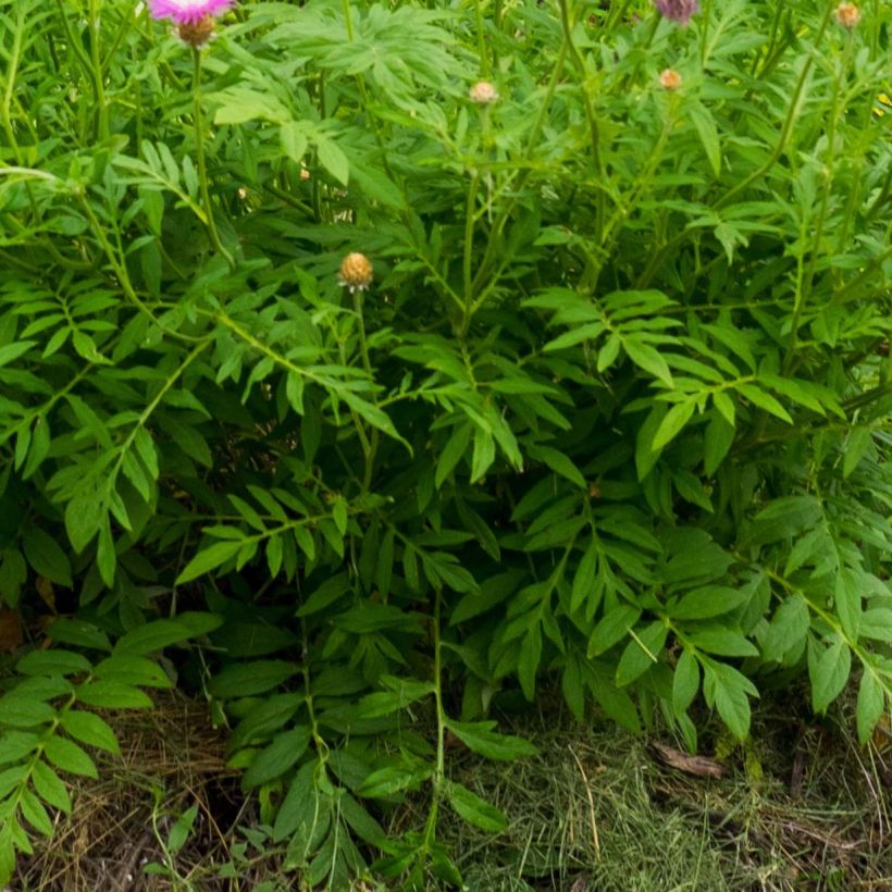 Centaurea dealbata - Zweifarbige Flockenblume (Foliage)