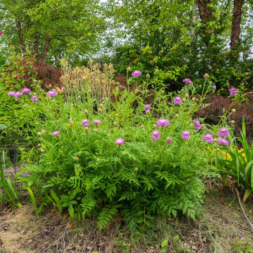 Centaurea dealbata - Zweifarbige Flockenblume (Plant habit)