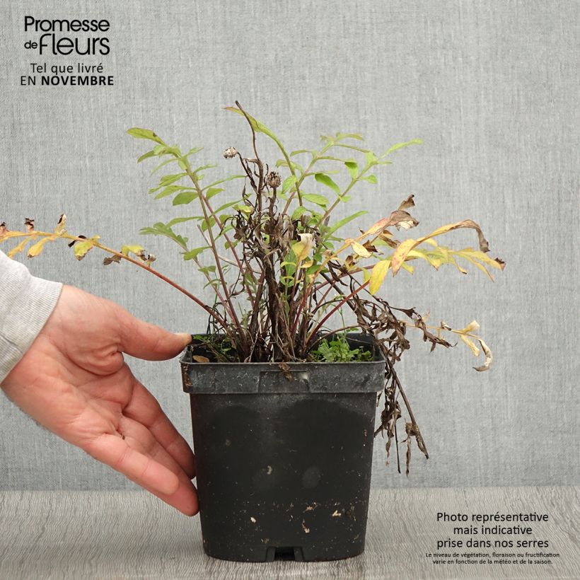 Example of Centaurea dealbata - Zweifarbige Flockenblume Topf mit 2L/3L as you get in automne