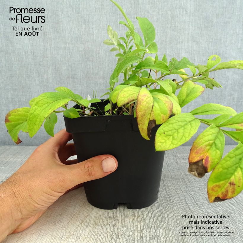 Exemplar von Centaurea dealbata Stenbeergii - Zweifarbige Flockenblume Topf mit 2L/3L wie im Sommer geliefert