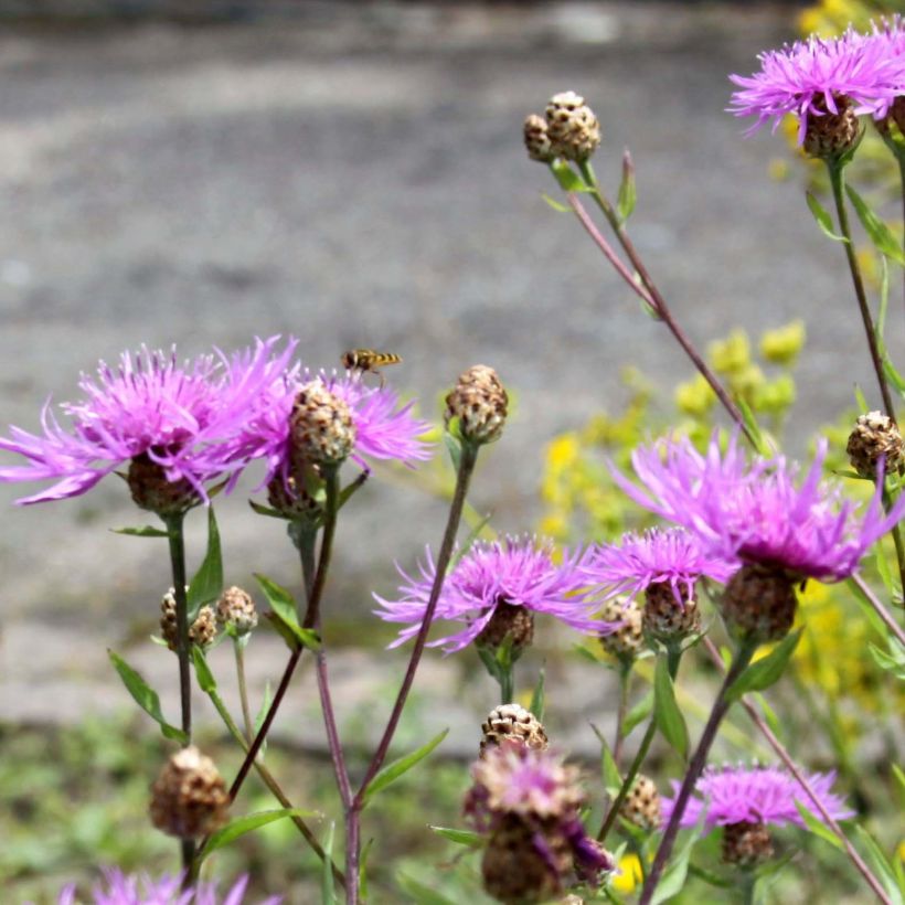 Centaurea jacea - Wiesen-Flockenblume (Flowering)