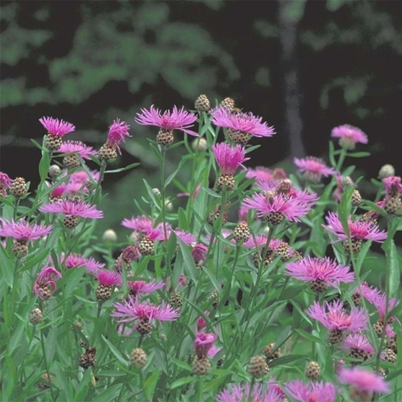 Centaurea jacea - Wiesen-Flockenblume (Plant habit)