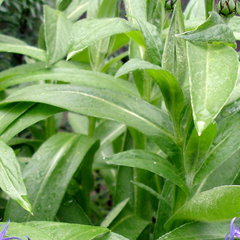 Berg-Flockenblume Coerulea - Centaurea montana (Foliage)
