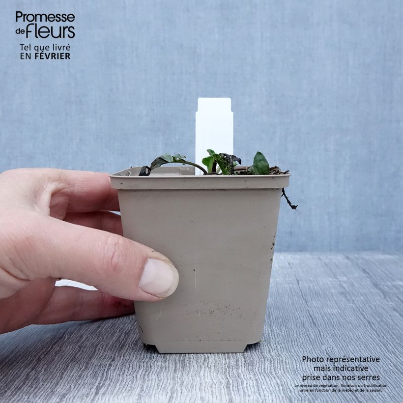 Exemplar von Centaurea orientalis - Orientalische Flockenblume Kleine Töpfe von 8/9 cm wie im Winter geliefert