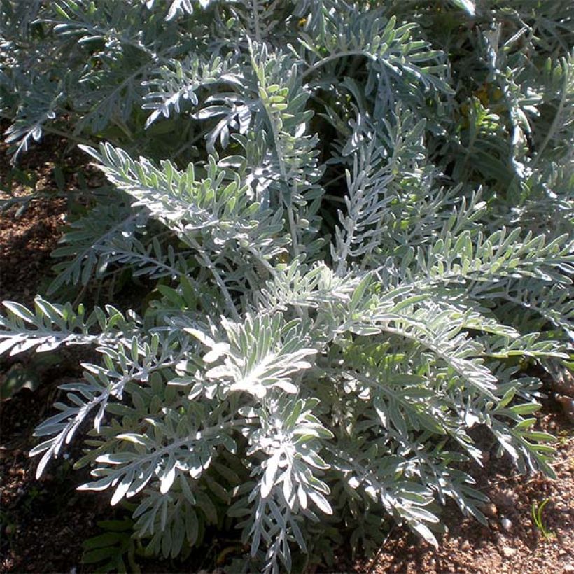 Centaurea pulcherrima - Silber-Flockenblume (Foliage)