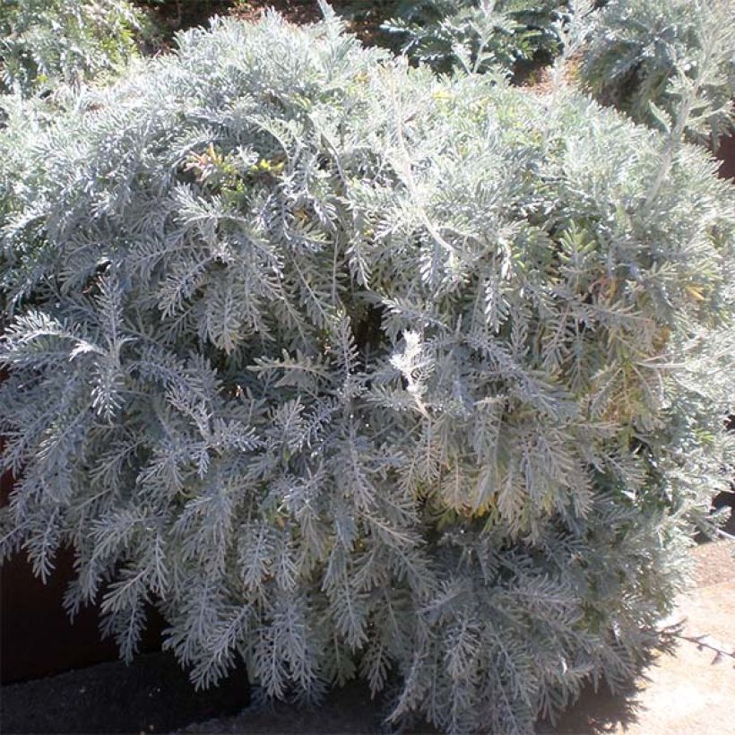 Centaurea pulcherrima - Silber-Flockenblume (Plant habit)